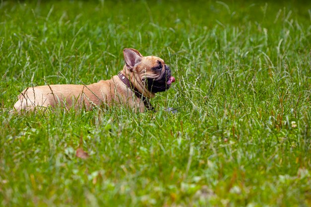 Franse buldog die op het gras speelt