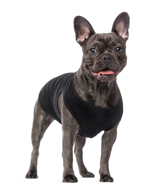 Franse buldog die op wit wordt geïsoleerd