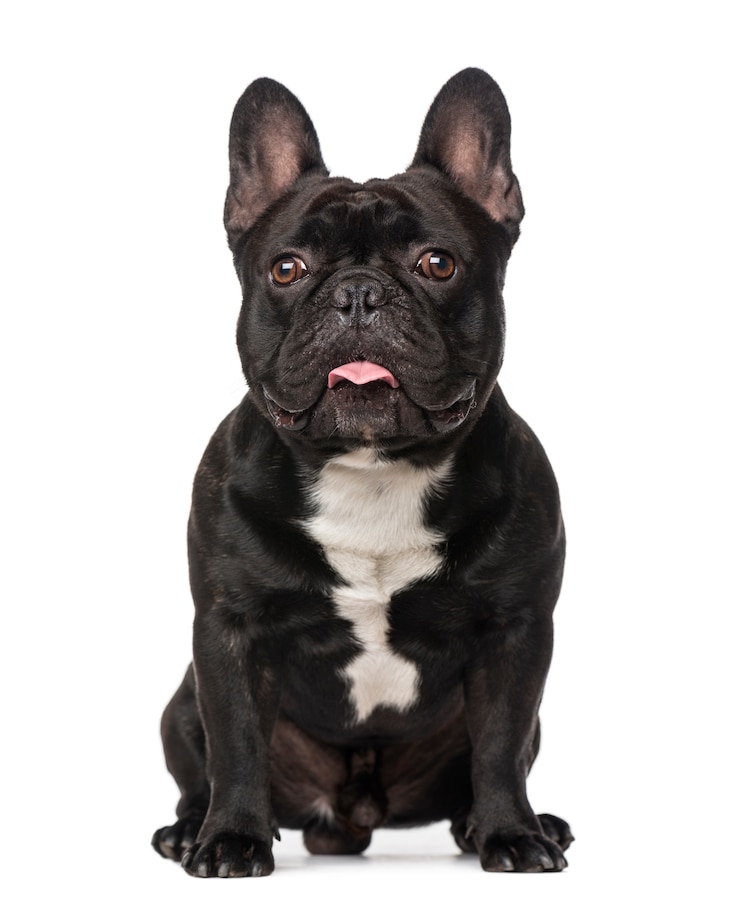 Foto franse buldog die op wit wordt geïsoleerd