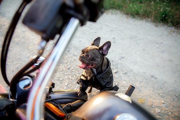 Franse buldog met motorfiets. Stijlvolle hond. Mode huisdier