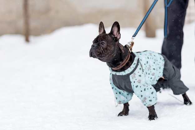 Franse buldog op de wandeling in de winter