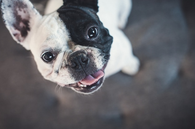 Franse buldog op grijze bank die de camera bekijkt