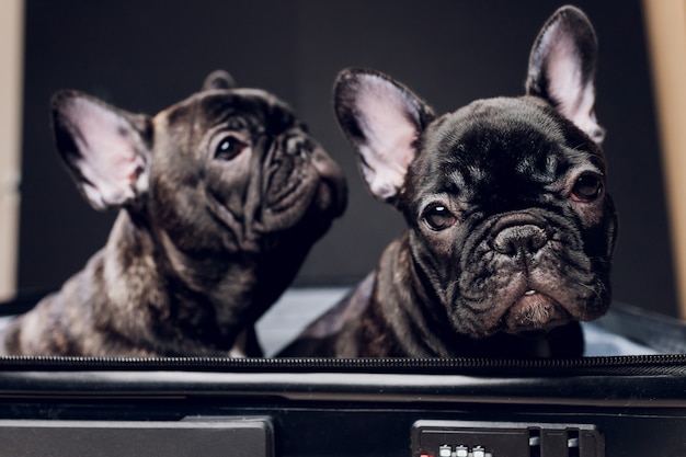 Franse buldog zittend op de bagage klaar voor reizen.