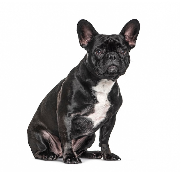 Franse buldog zwarte geïsoleerde zitting
