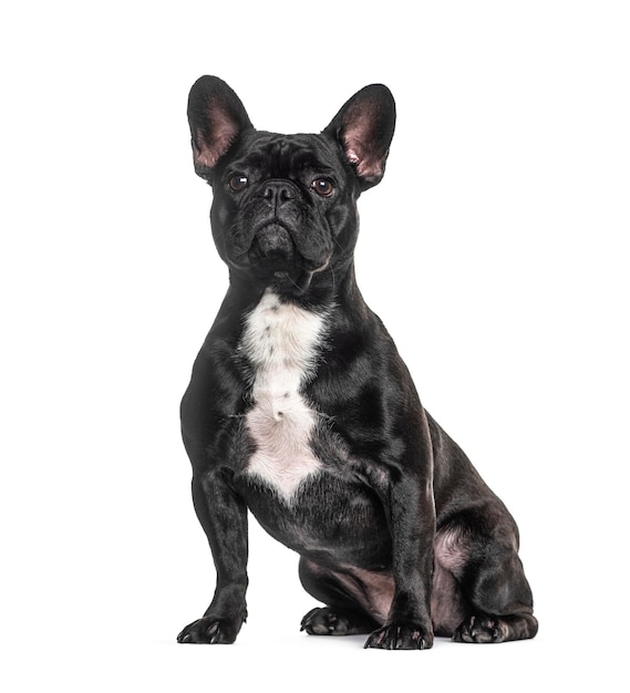 Franse buldog zwarte geïsoleerde zitting