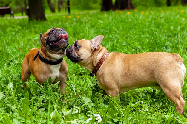 Franse buldoggen spelen in het park op het gras