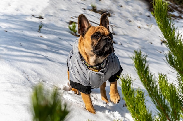 Franse buldoghond met jasje op de sneeuw.