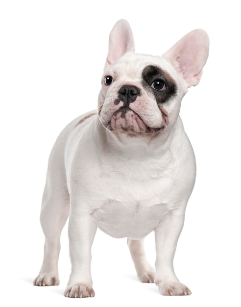 Franse bulldog, 12 maanden oud, staande voor de witte muur