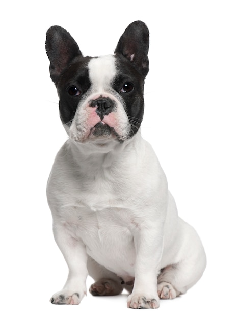 Franse bulldog, 13 maanden oud, zit op witte muur