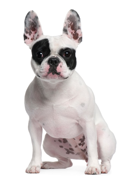 Franse bulldog, 2 jaar oud, zit op witte muur