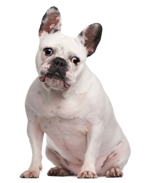 Franse bulldog, 2 jaar oud, zit op witte muur