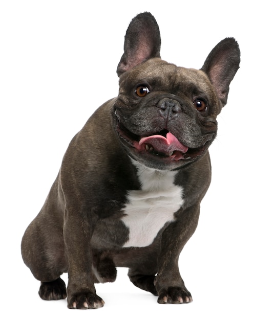 Franse bulldog, 4 jaar oud, zit op witte muur