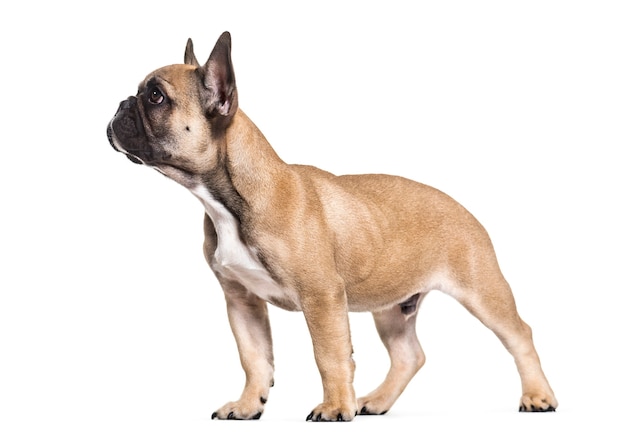 Franse Bulldog, 5 maanden oud, staande tegen een witte achtergrond