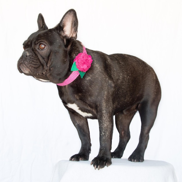 Franse bulldog die op een kruk staat tegen een witte achtergrond