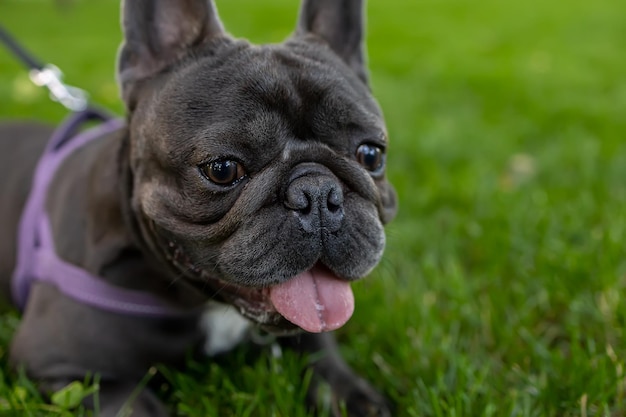 Franse bulldog die zich verstopt in het gras in het park steekt zijn tong uit en staart strak voor zich uit