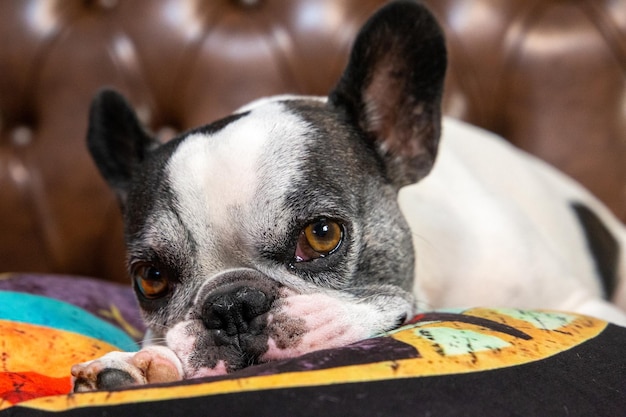 Franse Bulldog doormindo op een karamelleren bank in het thuiskantoor