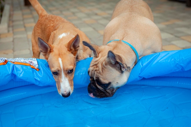 Franse bulldog en halfbloed corgi beheersen het zwembad....