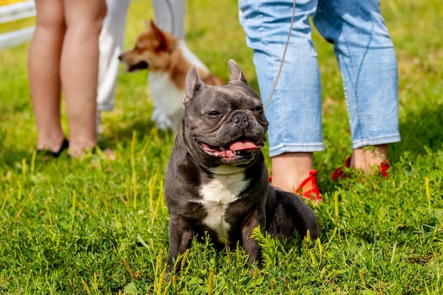 Franse bulldog en welsh corgi-honden in de buurt van hun baasjes in het park tijdens een wandeling