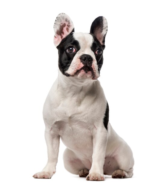 Franse Bulldog geïsoleerd op wit