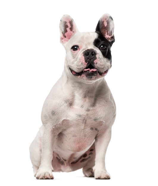 Franse Bulldog geïsoleerd op wit