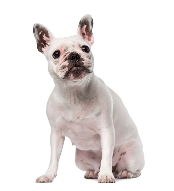 Franse Bulldog geïsoleerd op wit