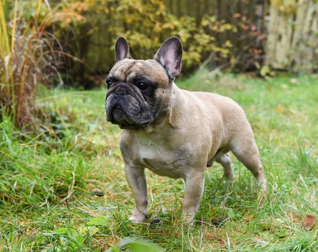 Franse bulldog hond op herfst achtergrond