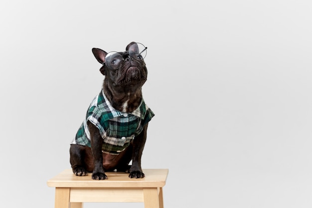 Franse bulldog in bril en shirt, heel slim en slim