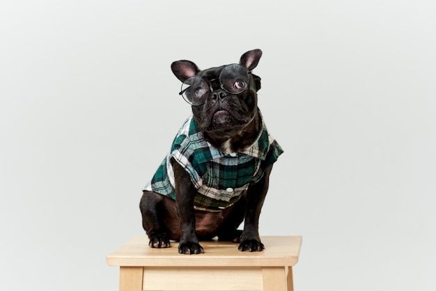 Franse bulldog in bril en shirt, heel slim en slim