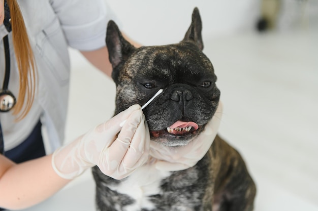 Franse Bulldog in een dierenkliniek Diergeneeskunde concept