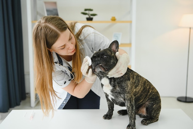 Franse Bulldog in een dierenkliniek Diergeneeskunde concept