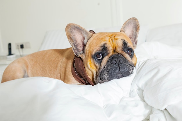 Franse bulldog koesterend in een wit bed