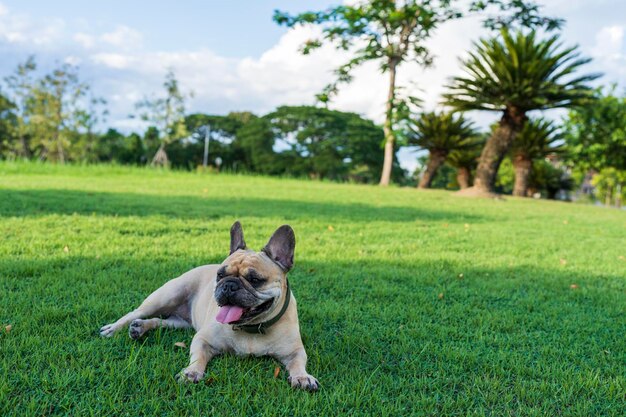 Franse bulldog liggend op grasveld buiten