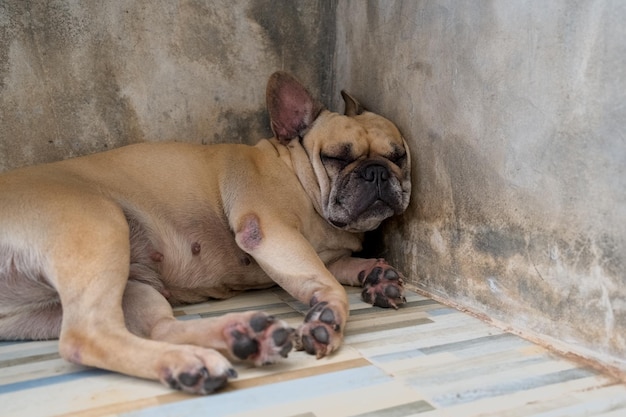 Franse bulldog liggend tegen betonnen muur binnen