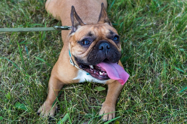 Franse Bulldog ligt op groen gras met zijn tong uit