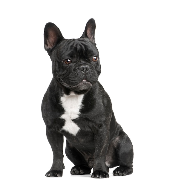 Franse Bulldog met 18 maanden.