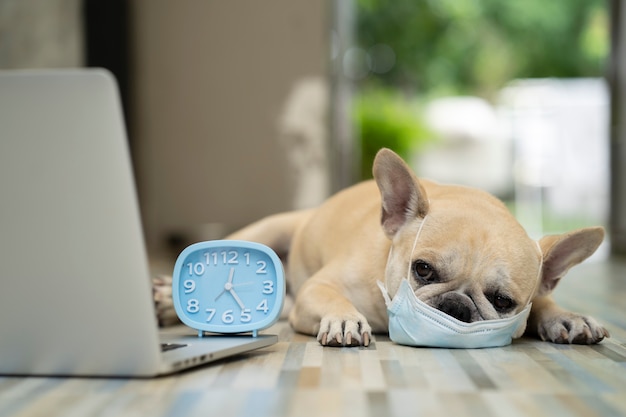 Franse bulldog met beschermend gezichtsmasker op de vloer met laptop en alarm Thuisquarantaine