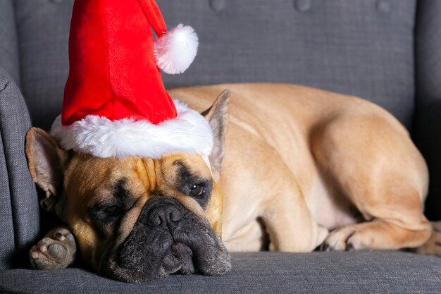 Franse bulldog met kerstmuts wenst gelukkig nieuwjaar...