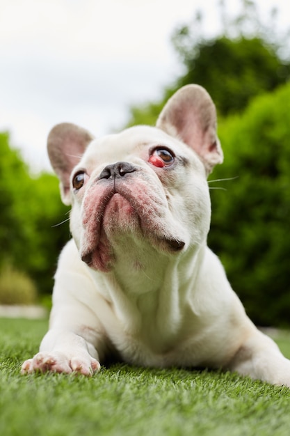 Franse bulldog met knipvlies