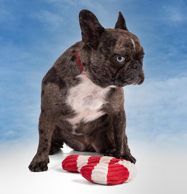 Franse Bulldog met rode vlinderdassen voor Kerstmis op blauwe hemel