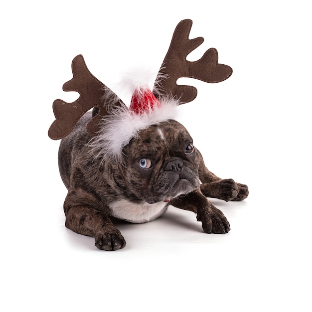 Franse Bulldog met rode vlinderdassen voor Kerstmis op witte achtergrond