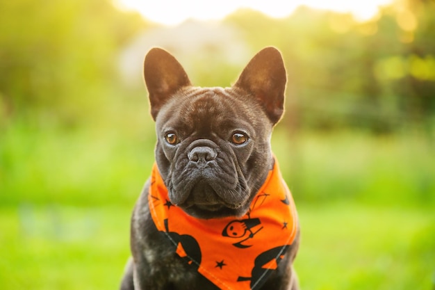 Franse bulldog op een achtergrond van groen gras en groene bomen Een hond in bandana voor Halloween