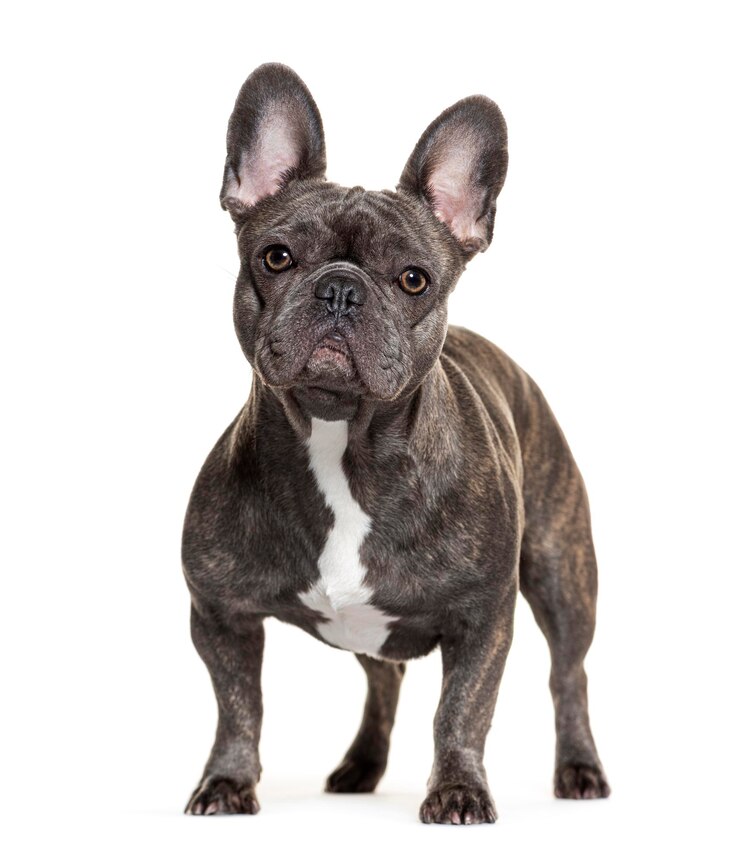 Foto franse bulldog op witte achtergrond