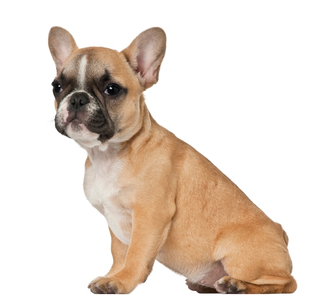 Franse bulldog pup, 3 en een halve maand oud, zit op witte muur