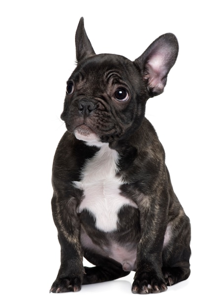 Franse Bulldog pup, 3 maanden oud. Geïsoleerd hondportret