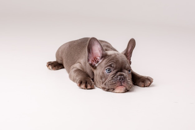 Franse bulldog pup geïsoleerd op wit