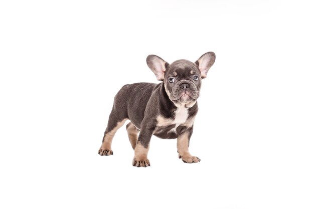 Franse bulldog pup geïsoleerd op wit