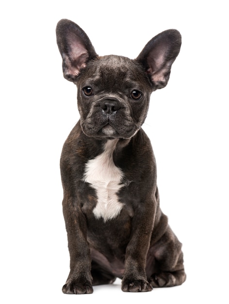 Franse Bulldog pup geïsoleerd op wit