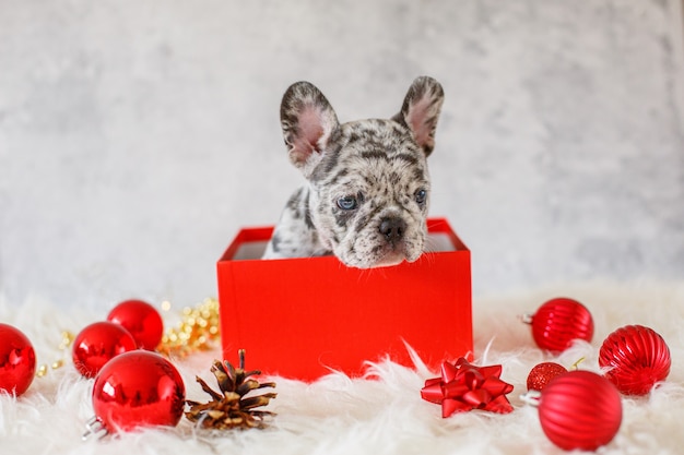 Franse bulldog pup in een geschenkdoos in kerstversiering