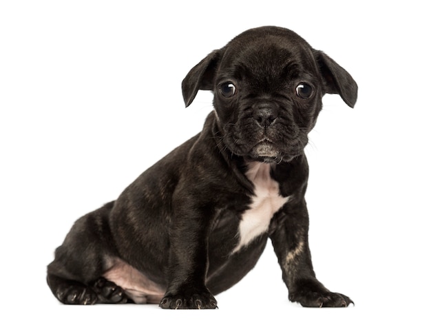 Franse bulldog pup kijken naar de camera geïsoleerd op wit