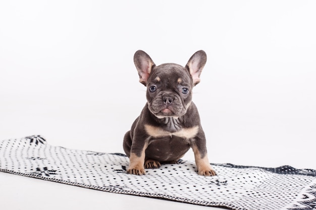 Franse bulldog pup op deken geïsoleerd op wit